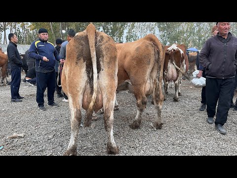 Видео: 28 октября 2025 г АНДИЖОН ШАХРИХОН ЧУЖА МОЛ БОЗОРИ СИГИРЛАР БУГОЗЛАР НАРХЛАРИ ANDIJON SHARIXON MOL