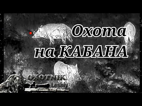 Видео: Два КАБАНА остались лежать на поле