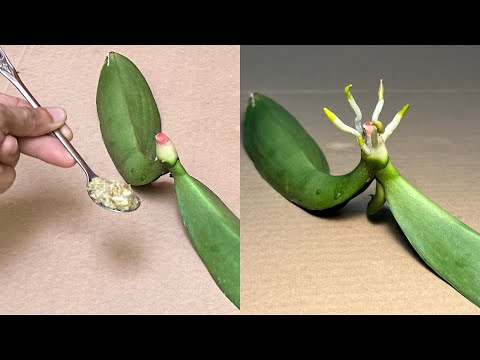 Видео: Налейте 1 ложку, сразу у орхидеи волшебным образом отрастут корни и молодые листочки.