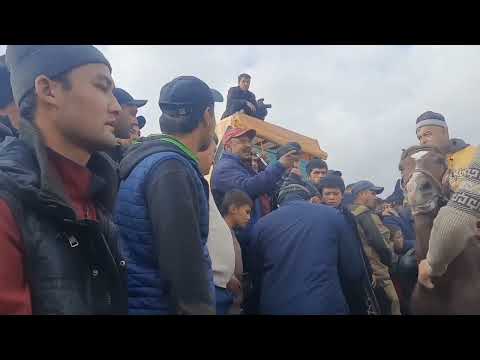 Видео: ГАРОВТИ МАММАДАЛИ РАИС БУЗКАШИ КУПКАРИ УЛОК 20 11 2022