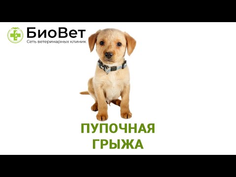 Видео: Пупочная грыжа у кошек и собак