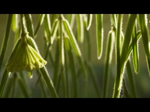 Видео: Долгий разговор о цветочках 🌸 / Последние отправки растений перед зимой ❄