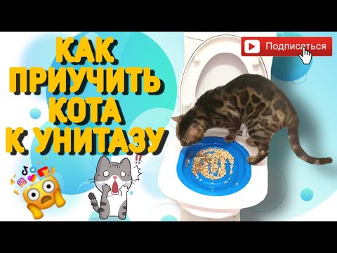 Видео: Как приучить кота к унитазу | How to teach a cat to go to the toilet