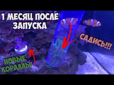 Видео: Спустя месяц после запуска морского аквариума (40л.)