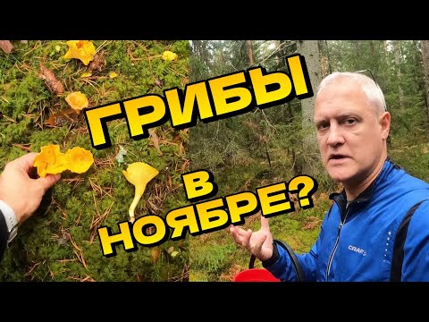 Видео: Идём в лес в ноябре. Ищем грибы! Лисички! | Латвия, возле моря