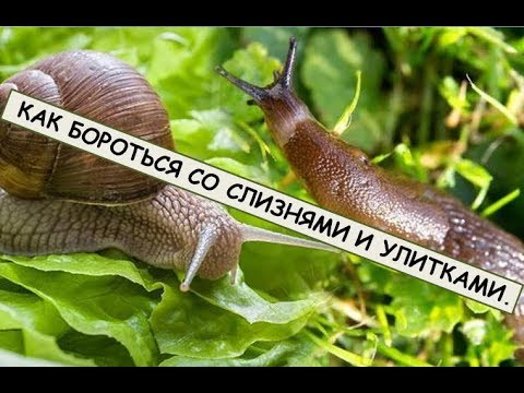 Видео: Как бороться со слизнями и улитками.