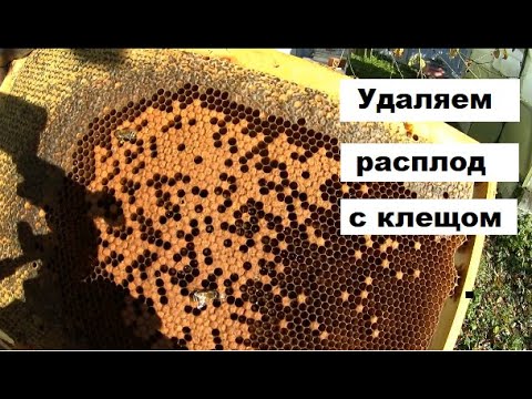 Видео: Вынимаем последний расплод из пчелиных семей