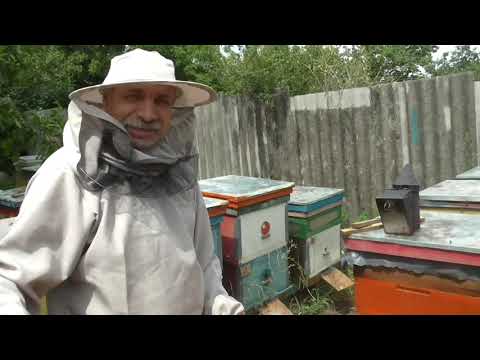 Видео: Стоит  ли лечить аскосфероз