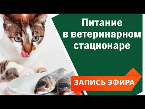 Видео: Питание в ветеринарном стационаре