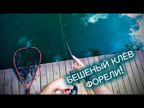 Видео: ФОРЕЛЬ КЛЮЁТ КАК БЕШЕНАЯ!!! ЛОВЛЯ В «ПАРУС СЕВЕР»