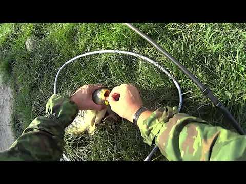 Видео: Осенний жор карпа