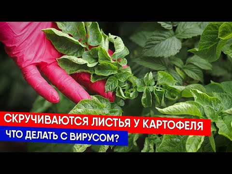 Видео: Скручиваются листья у картофеля - что делать с вирусом?