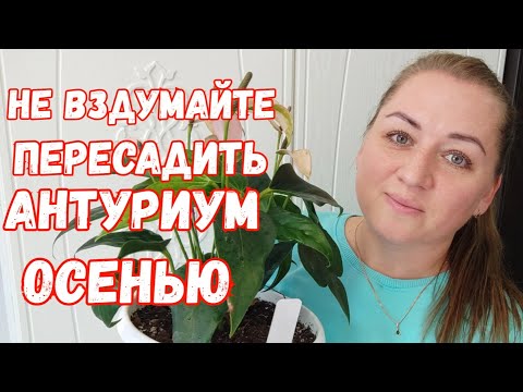 Видео: Сделайте ТАК с АНТУРИУМОМ ОСЕНЬЮ, если ХОТИТЕ ШИКАРНЫЙ КУСТ, Даже дохлый Антуриум Оживет и Зацветет!