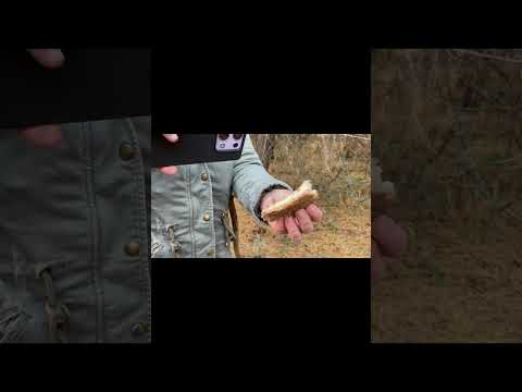 Видео: Магия утреннего леса: за грибами и вдохновением