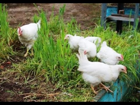 Видео: Сделать курицу наседкой легко.