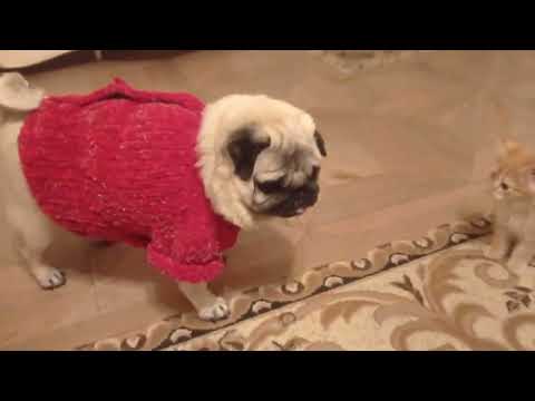 Видео: Кофта для мопса