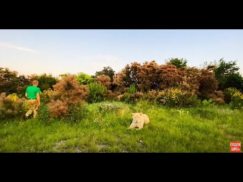 Видео: Лев-вожак Чук ПОТЕРЯЛСЯ! Никто из львов его не видел...