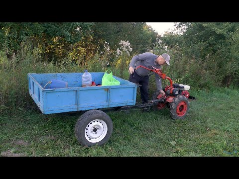 Видео: Посев горчицы.  Боронование по посевам. Взойдет ли?!