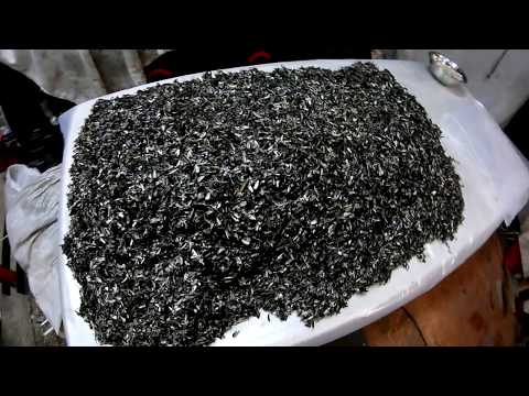 Видео: Вешенка в гараже - начало