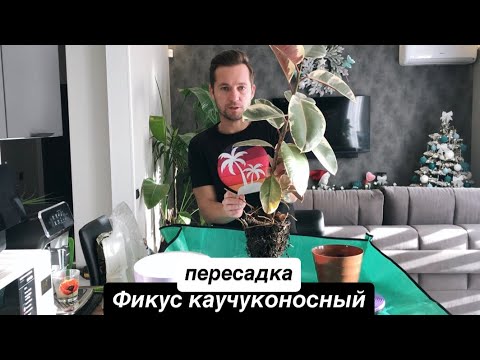 Видео: Пересадка. Фикус каучуконосный Белиз