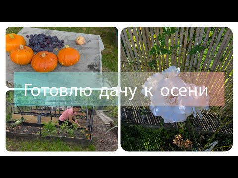Видео: БОЛЬШАЯ УБОРКА В ОГОРОДЕ | ЧИСТИМ, ОБРЕЗАЕМ, КРАСИМ.#дачавгермании#огород#заграницей#garten#урожай