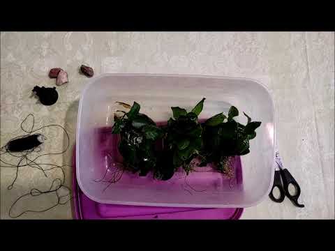 Видео: Крепление анубиасов, буцефаландр, папоротников, мхов на стенку аквариума.