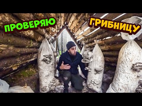 Видео: Ставлю сеть на пруду. Проверяю грибницу спустя месяц. Готовлю карпа с вешенками.