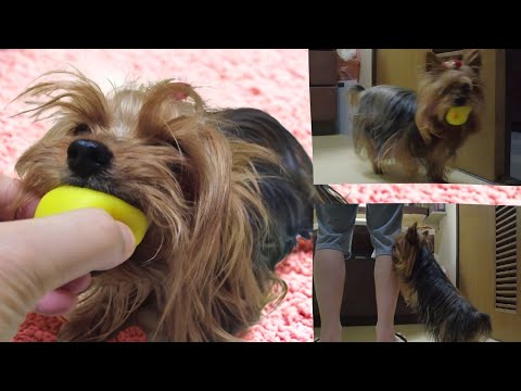 Видео: Маленький йоркширский терьер, полная энергии! 💨 Утренние игры Лана с папой ☀️🐶