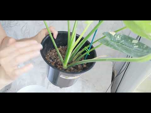 Видео: Монстера Тайское Созвездие. Здоровый рост.