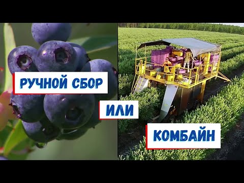 Видео: Почему не стоит покупать комбайн для сбора голубики