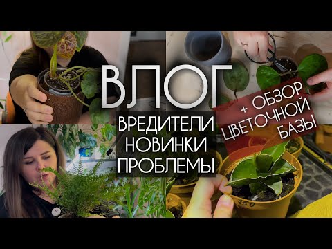 Видео: ВЛОГ | не буду бороться с вредителем | новые бегонии | обзор цветочной базы