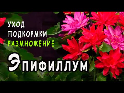 Видео: Эпифиллум (Орхидейный кактус). Размножение черенками. Уход и подкормки