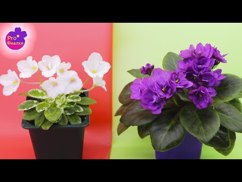 Видео: У меня глаза разбегаются ОТ ТАКОЙ КРАСОТЫ! Такого ВЫ ЕЩЕ НЕ ВИДЕЛИ! Посмотрите на эти чудо-фиалки