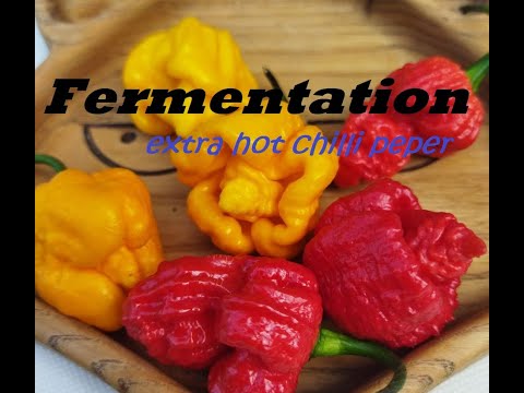 Видео: Ферментация острых перцев для соусов / Fermentation extra hot chilli peper.