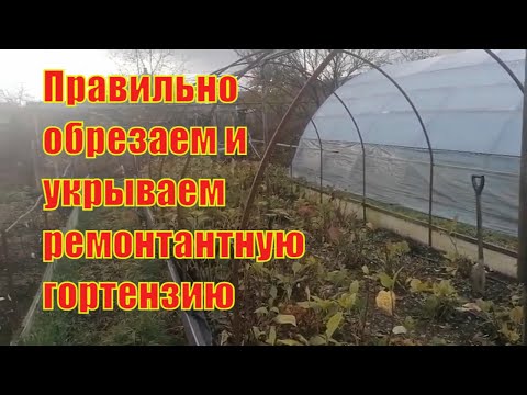 Видео: Как  укрыть гортензию крупнолистную ремонтантную на зиму.