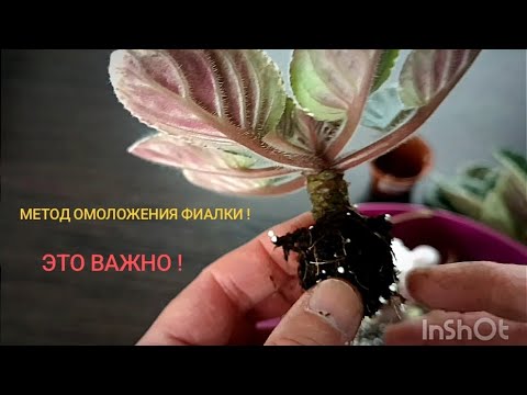 Видео: КАК ЗАМЕНИТЬ ПЕРЕУКОРЕНЕНИЕ ? Щадящее омоложение фиалки !