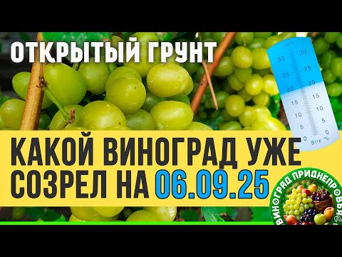 Видео: Какой виноград созрел на 06.09.2025 в открытом грунте. Сколько сахара набрал созревший виноград