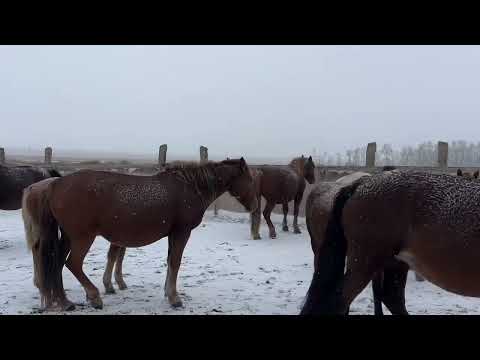 Видео: Загнали косяк бтр продажа кобыл с жеребенком#айгыр #лошадки #жеребец #лошади #жылкы #интересно #