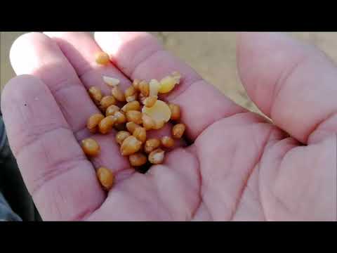 Видео: Ещё раз о ловле на пшеницу.