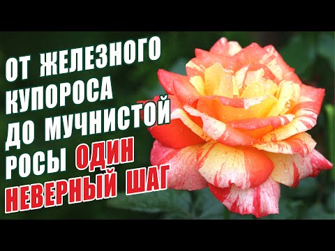 Видео: ОТ ЖЕЛЕЗНОГО КУПОРОСА ДО МУЧНИСТОЙ РОСЫ ОДИН НЕВЕРНЫЙ ШАГ!