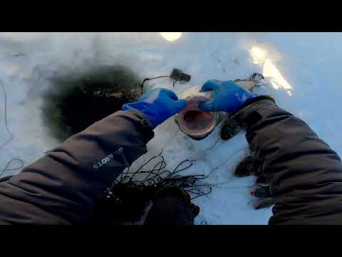 Видео: Рыбалка у чёрной дыры. Перемёт на налима. Серия шестьдесят девятая.