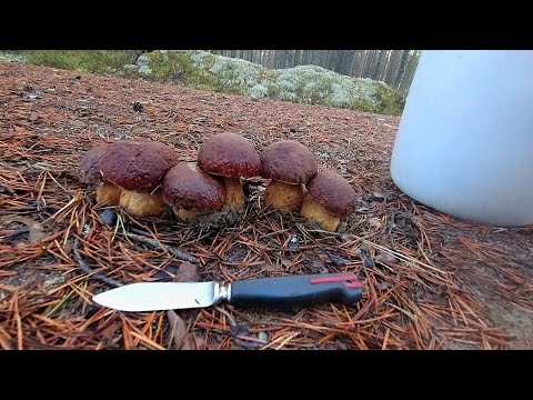 Видео: СПАСАЮ ГРИБЫ ОТ ЗАМОРОЗКА, ВЫВОЖУ МЕТАЛЛ-ЗИМА БЛИЗКО!  #тайга #сборгрибов #тихаяохота #промысел