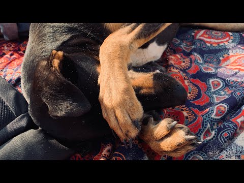 Видео: Переезд из Морджима в Оксел. Гоанские будни! Жизнь у моря...