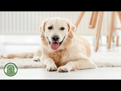 Видео: Музыка для одиноких собак🐶Как расслабить собаку в моем доме🎵Музыка для снятия стресса у собак