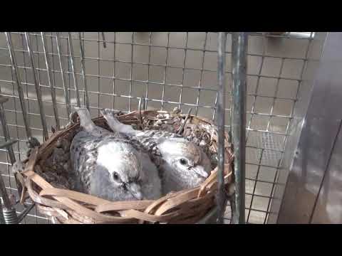 Видео: Амадин Птенцов опять нет 😪