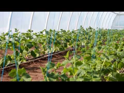 Видео: Внесение микроэлементов