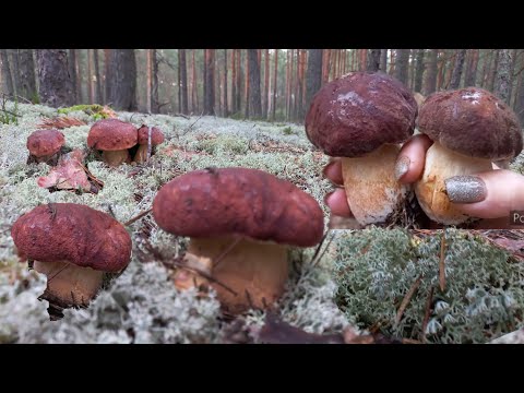 Видео: Сотня ГРИБОВ остались в Лесу🍄/ Два леса / Беру Идеально Чистые ГРИБЫ , Червей тоже кормить надо .