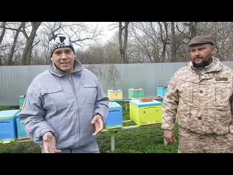 Видео: Племенной Материал от Лучшего Матковода Кубани!!!