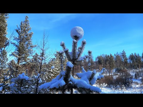 Видео: ЗМУ как его делать