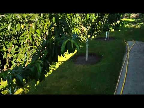 Видео: Персик из косточки. Вырастим саженцы сами.